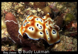 Image of Chromodoris Leopardus, Taken with Canon G7, no s... by Budy Lukman 